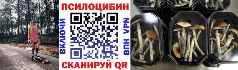 Галлюциногенные грибы Psilocybine cubensis  где купить   Кондрово 